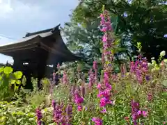 普門寺(切り絵御朱印発祥の寺)の自然