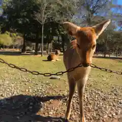 東大寺の動物