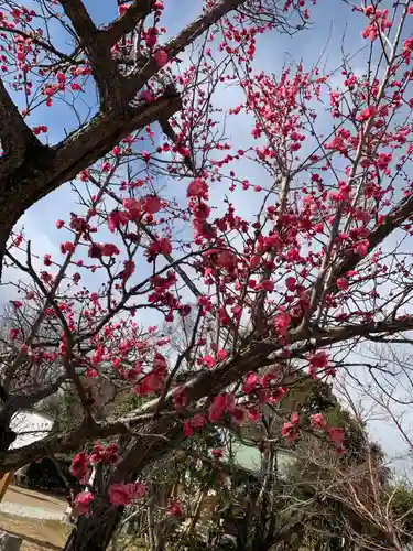 柳澤神社の自然