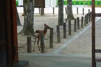 東南院（東大寺本坊）の動物