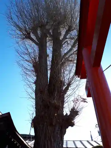 秋葉神社の自然