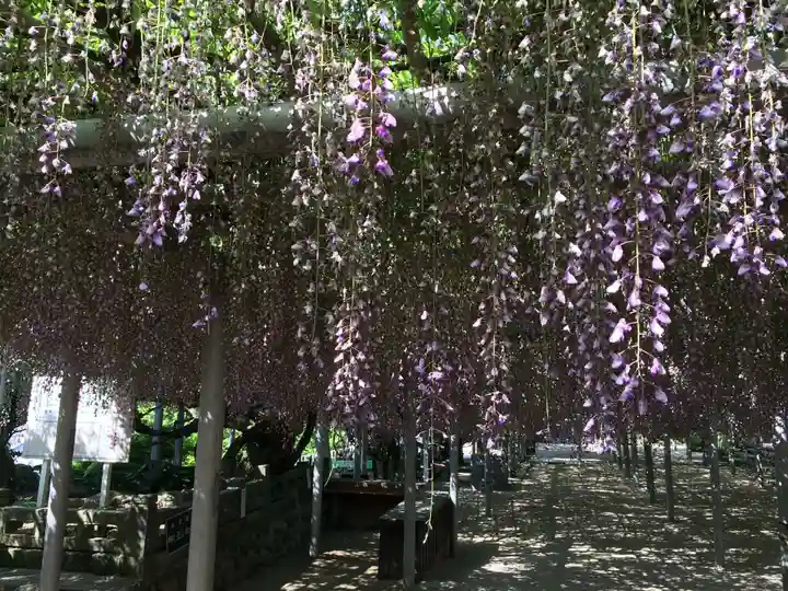 吉祥寺の御朱印