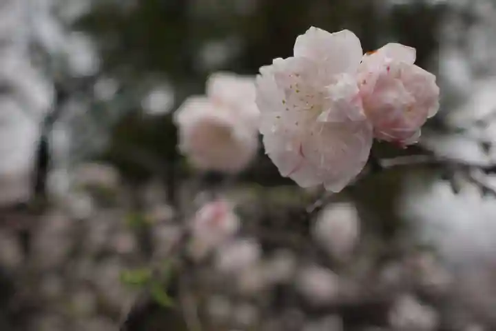 正ノ木稲荷 稲積神社の自然