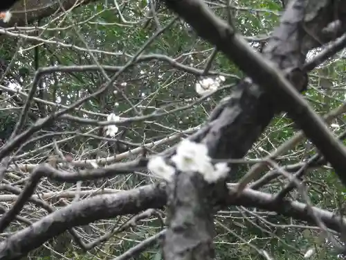 安國論寺（安国論寺）の自然