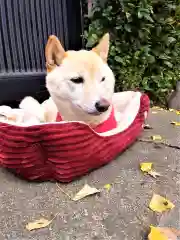 福島八幡宮の動物