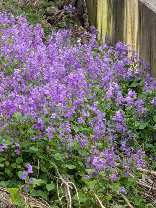 駒岡八幡神社(駒岡八幡宮)(神奈川県)