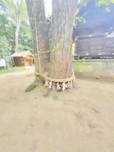 玉敷神社の自然