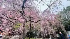 平野神社(京都府)