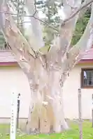 仁木神社の自然