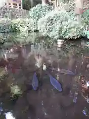 鼬幣稲荷神社の動物