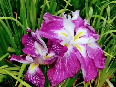 来迎寺(千葉県)