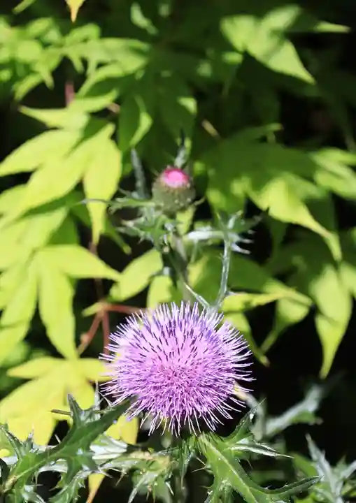 養徳院(京都府)