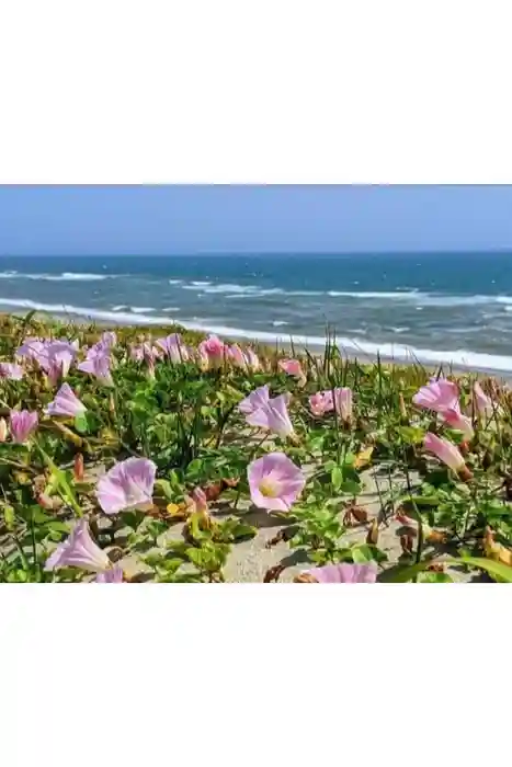 白羽神社の御朱印