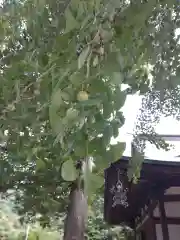 賀羅加波神社の自然