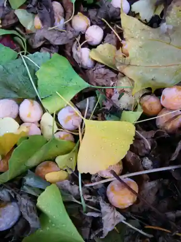 札幌諏訪神社の自然