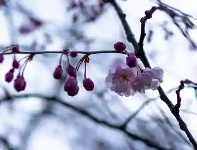 平野神社(京都府)