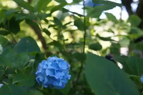 明月院の自然