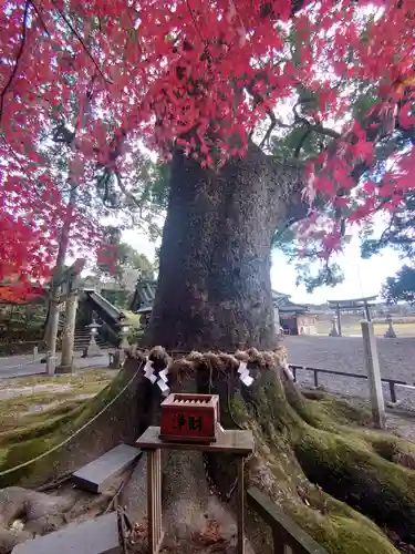 事任八幡宮の自然