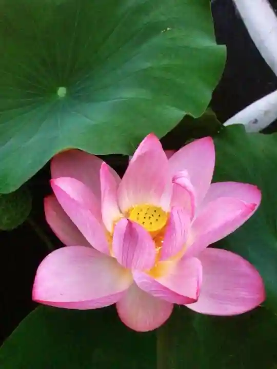 長善寺(東京都)