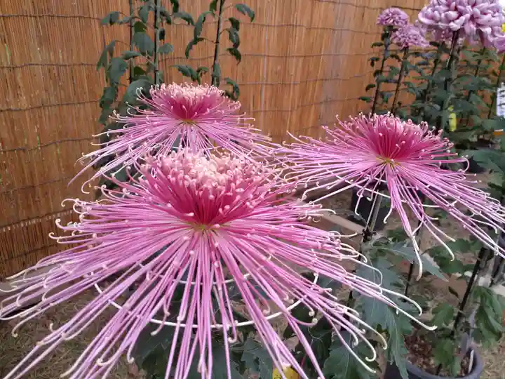 普光寺(新潟県)