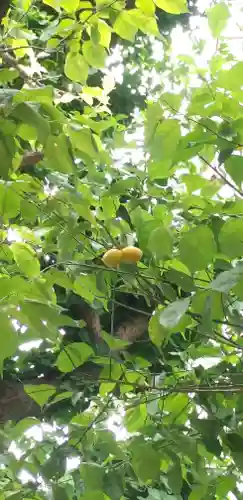 平河天満宮の自然