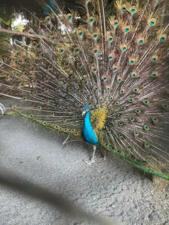 岩槻久伊豆神社(埼玉県)