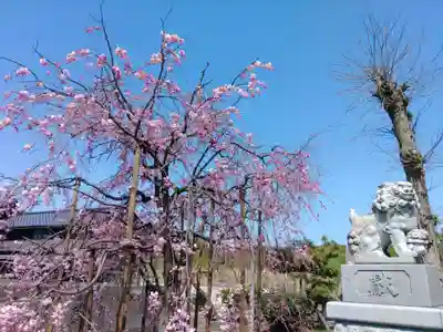 黒龍神社の狛犬