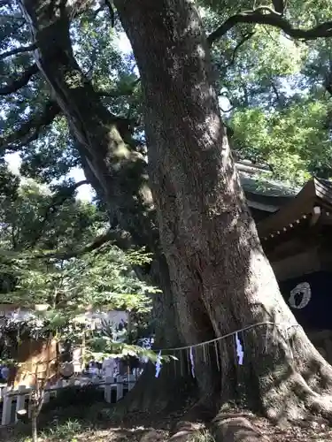 春日神社の自然