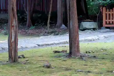 北海道神宮(北海道)