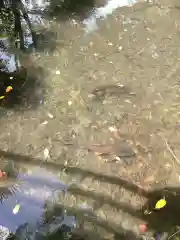 賀茂神社の動物