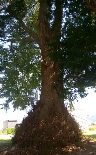 意冨比神社の自然