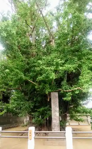 葛飾八幡宮の自然