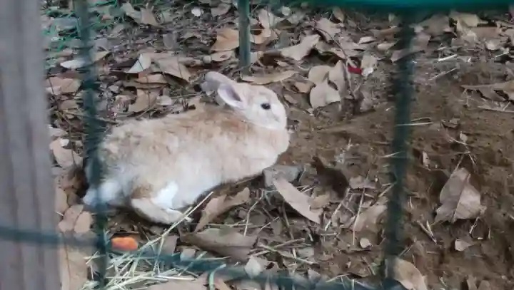 太子堂八幡神社の動物