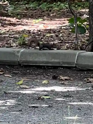 北海道神宮の動物