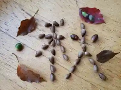 明治神宮(東京都)