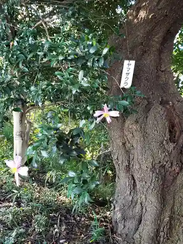 高幡不動尊　金剛寺の自然