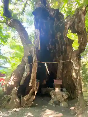 來宮神社(静岡県)