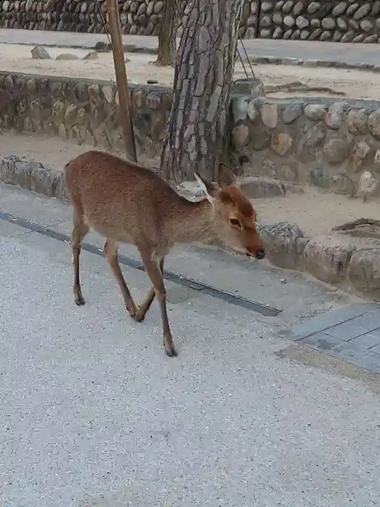 厳島神社の動物
