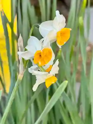 福良八幡神社(兵庫県)