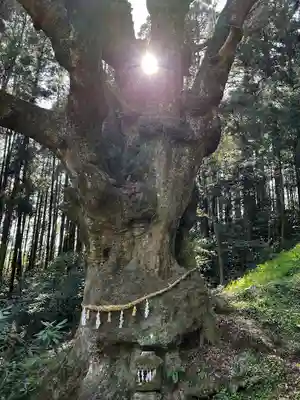 八幡社(大分県)