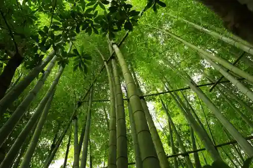 報国寺(神奈川県)