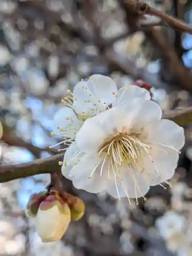 熊野神社(東京都)