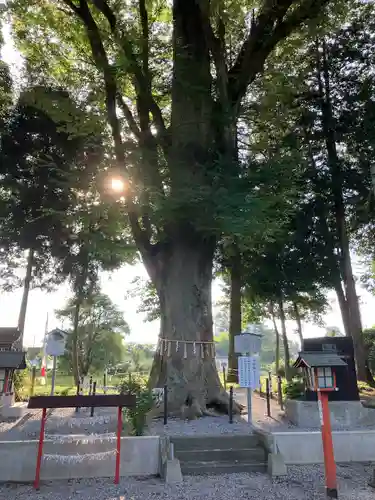 薬師寺八幡宮(栃木県)