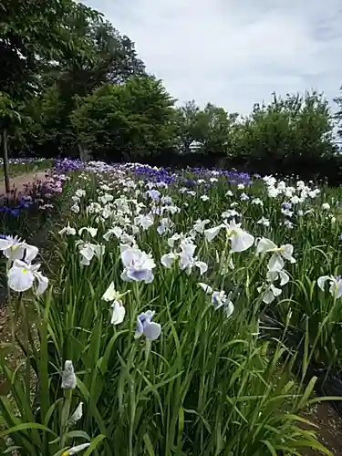 伊佐須美神社の自然