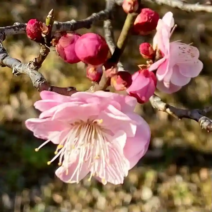 布施弁天 東海寺(千葉県)