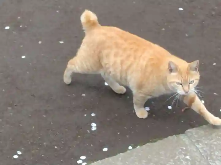 奥澤神社(東京都)
