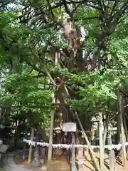 稲毛神社の自然