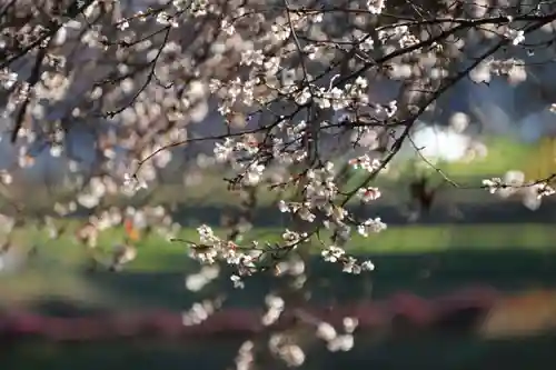 鹿島大神宮の庭園