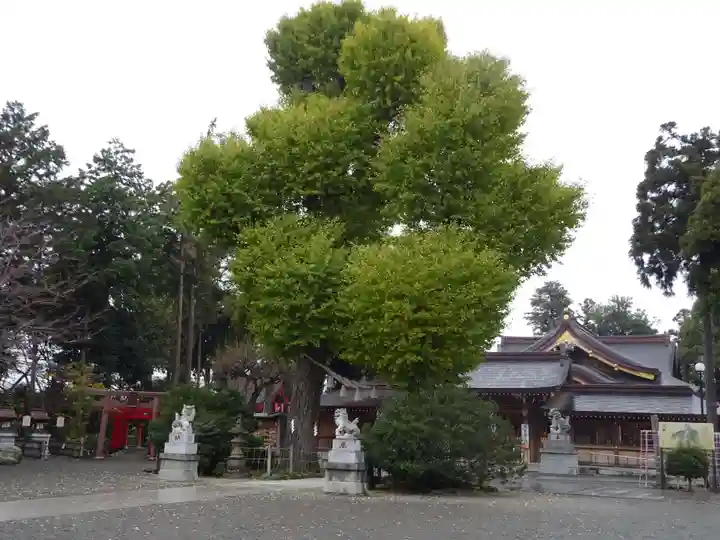 亀ケ池八幡宮の自然