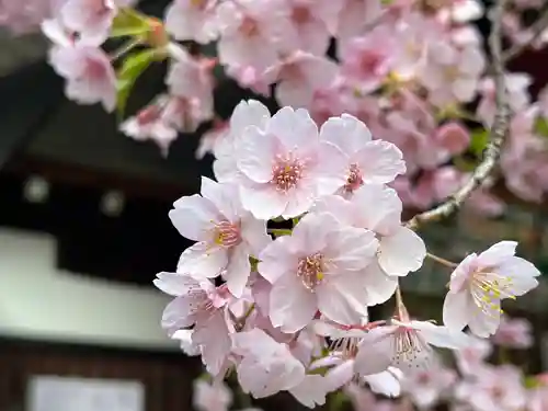 東京大神宮の自然